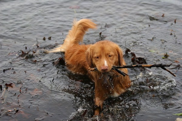 An orange dog swimming in water with a long stick in his mouth. His nose is orange-brown to match his coat and his tail is long and being held out of the water.