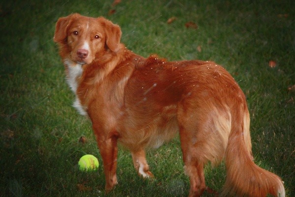 Back side view of a thick coated orange dog with small ears that fold down to the sides with a white chest and white on its muzzle and a long tail that is being held low with fringe hair on it standing in grass in front of a tennis ball looking back at the camera.