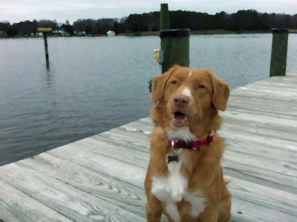 An orange with white dog sitting on a dock with a body of water behind her. She has white on her muzzle, chest and neck with a brown liver nose and lips. Her mouth is parted like she is smiling.
