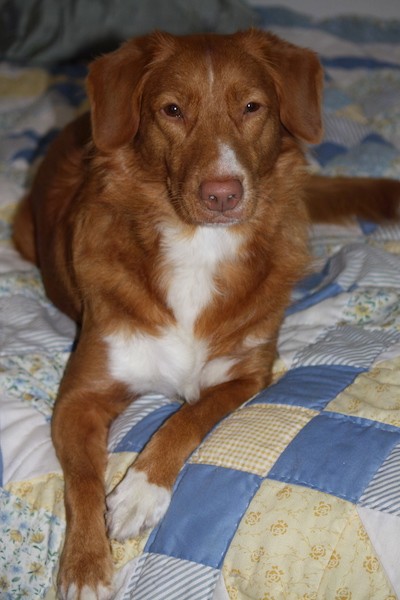 Front view of an orange dog with white on her chest, muzzle and tips of her paws. The dog has a liver brown nose, brown almond shaped eyes and a thick wavy coat with soft looking ears that fold down to the sides laying down on a person's bed.