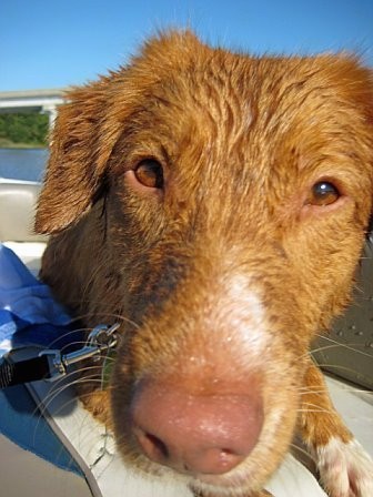 Close up of a wet orange dog with almond shaped brown eyes and a liver nose on a boat that is out on the water.