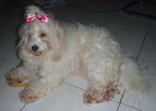 Side view of a thick coated, long haired white dog with ears that hang down to the sides with long hair flowing from them and a pink and white bow holding the hair away from the dog's dark eyes laying down on a white tiled floor.