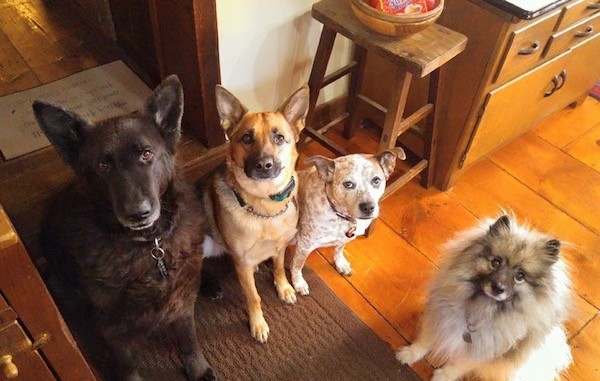 Four dogs sitting down on top of a hardwood floor looking up at the camera surrounded by wooden furniture