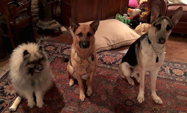 Three dogs, a keeshond and two shepherds, sitting on a red oriental carpet inside of a living room, a fluffy gray dog, a perk eared black and tan dog and a tricolor large breed dog with big perk ears.