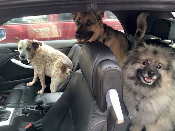 Three dogs inside of a car that has black leather seats, a red and white ticked dog, a shepherd dog with a long snout and a fluffy gray dog.