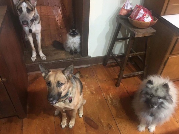 Three dogs and a cat, in the back a large breed tricolor shepherd is standing next to a sitting fluffy gray and black cat that has blue eyes and in front of them is a sitting black and tan German Shepherd sitting next to a fluffy gray and black Keeshond dog on a hardwood floor inside of a house.
