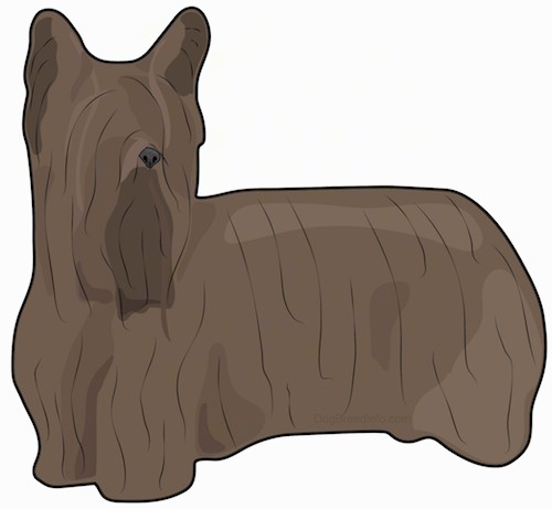 Side view drawing of a small, brown, low to the ground terrier with large perk ears and very long hair that touches the floor, long air hanging off of the dogs snout and ears with a black nose.