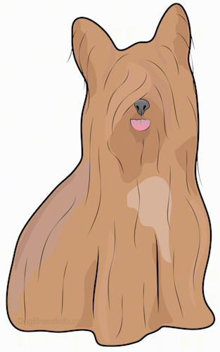 Front view of a tan dog with a very long coat that reaches the ground, large perk ears, a dark nose adn a pink tongue.