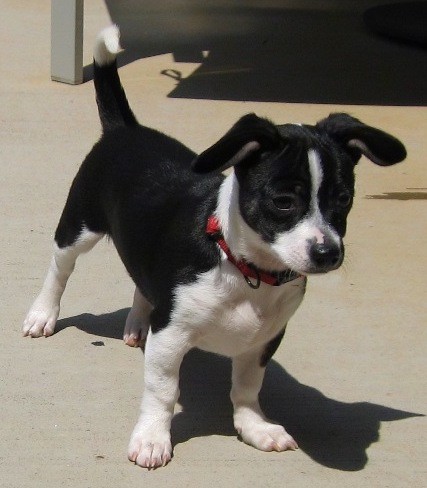 A black and white dog with short legs, a long body and a tail that is up in the air curling over at the tip with ears that go up and down to the sides of the dogs head standing outside on concrete. The dog has a black nose and it is wearing a red collar.
