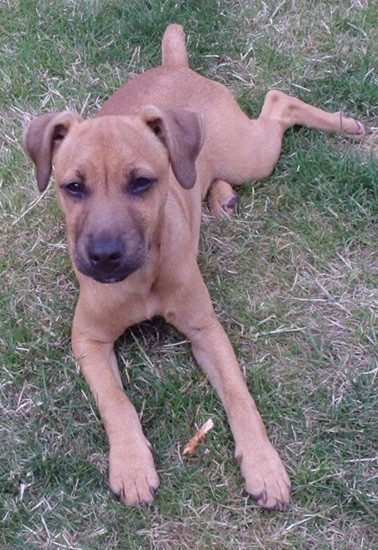 A tan puppy with black on the end of her snout and darker brown ears laying down in grass. The pup has a short nub for a tail, dark eyes and a black nose.