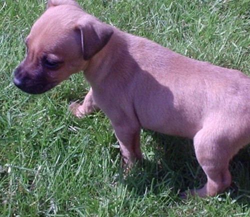 Side view of a small tan puppy with black on the end of her snout and small ears that fold down to the sides standing in grass.