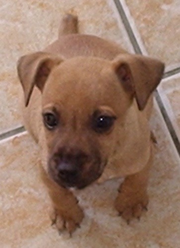 A small tan puppy with little v-shaped fold over ears, wide brown eyes and a black nose with black on her snout and a small stub of a tail sitting down on a tan tiled floor.
