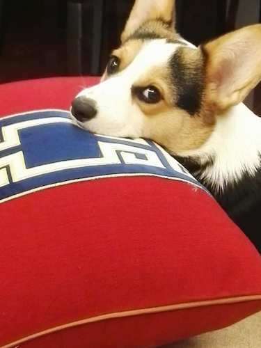 Side view head shot of a tricolor tan, black and white dog with large perk ears and dark eyes with his head on a red, blue and white pillow looking back at the camera.