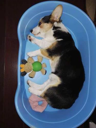 Looking down from above at a tricolor black tan and white dog with large perk ears and very short legs laying inside of an oval shaped toy bin with toys in front of him.