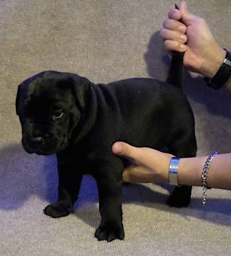 Side view of a small black puppy with extra skin and small slanted eyes standing up with a person with their hand under the dog and another hand holding the tail up.