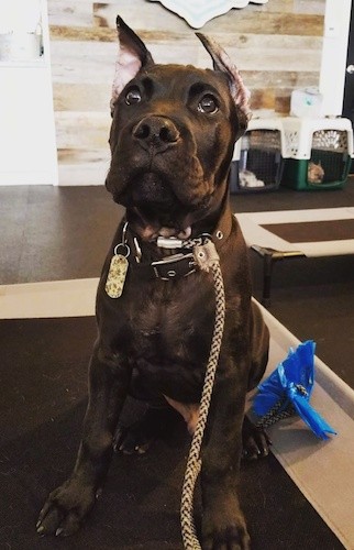 Front view of a large breed black puppy with pointy cropped ears sitting down inside of a room with a black floor looking up with a blue poop bag attached to his leash that is connected to his collar.