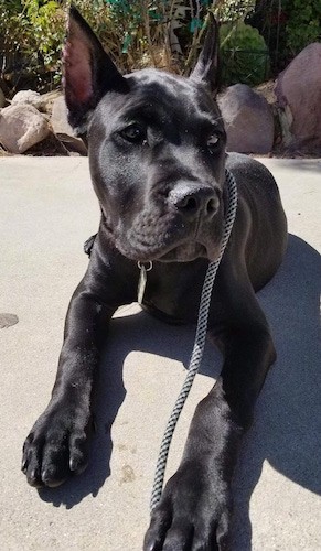Front view of a large breed puppy with a shiny black coat and ears that are cut to a point, large front paws with black toe nails laying down on concrete.