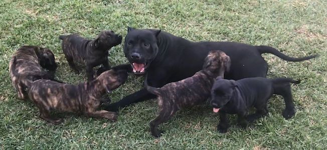 An adult big muscular black dog with small ears that are cropped to a point and pinned back laying down in grass surrounded by a litter of puppies, 4 brindle and one black pup.