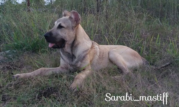 Side view - A tan large breed puppy with a black muzzle and dark eyes with ears that are cropped in a rounded shape laying down in grass. The words 'Sarabi Mastiff' are overlayed