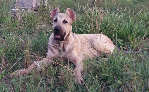 Front side view - A tan large breed puppy with a black muzzle and dark eyes with ears that are cropped in a rounded shape laying down in grass. The pup has a thick body and a lot of extra skin.