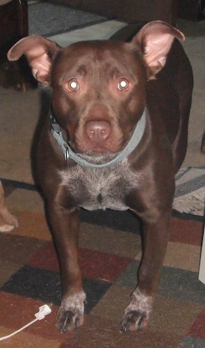 A wide-chested brown dog with gray on his chest, a brown nose, wide brown eyes, ears that stand up and out to the sides an da muscular body standing on a carpet looking forward.