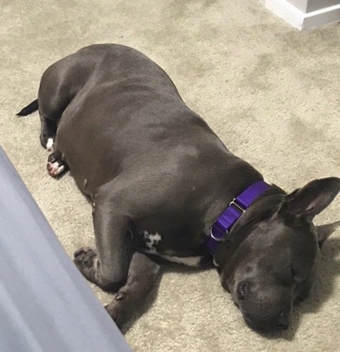A thick stocky shiny coated gray dog with white on her chest and paws, large ears that stand up to a point wearing a purple collar laying down sleeping on a tan rug.