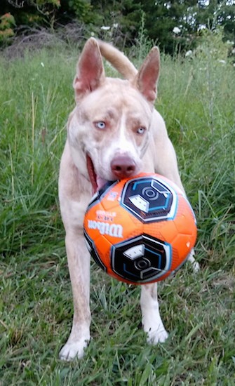 Front view of a tan with white large breed dog with perk ears, a big brown nose, brown lips, ice blue eyes standing in grass with a large orange and black soccer ball in his mouth.