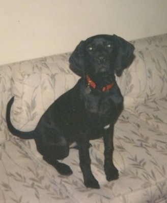 A large breed black dog with a long tail and large wide, soft ears that hang down to the sides wearing a red collar sitting down on a tan cloth couch.