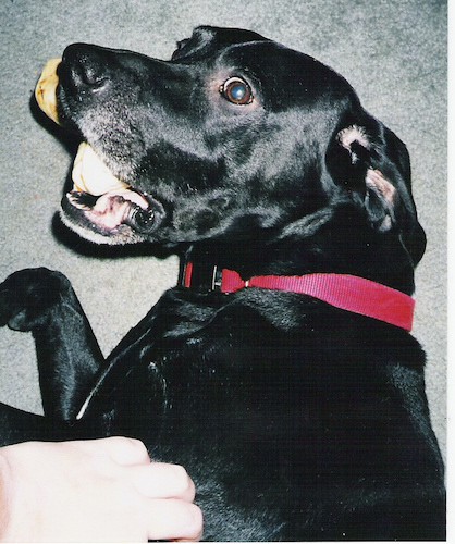 A shiny black dog laying down on a gray carpet with a bone in his mouth. A person is petting the dog.