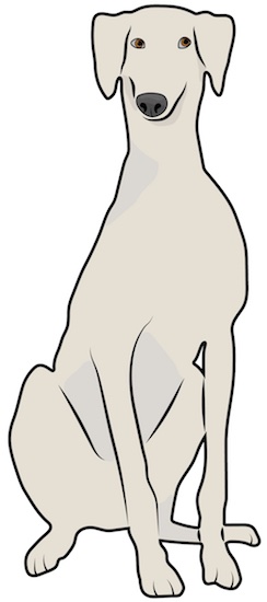 Front view drawing of a cream colored tall dog with a black nose and ears that fold down to the sides sitting down.