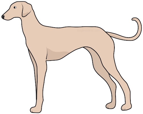 Side view drawing of a tall, thin tan dog with a very long tail, a long muzzle and v-shaped ears that hang down to the sides standing.