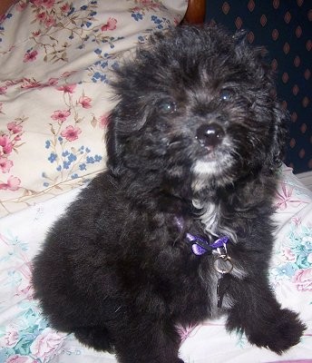 A fluffy curly coated black puppy with a white chest and white chin sitting on a person's bed. The dog has dark round eyes and a black nose.