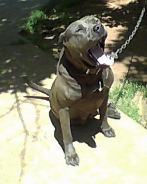 A gry thick muscular dog with a gray nose sitting down on a sidewalk yawning with his mouth open.
