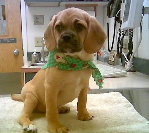 A little tan hound looking dog with very short hair and long soft ears that hang down to the sides, droopy skin on his face with wrinkles, a black muzzle, round dark eyes and a black nose wearing a green bandanna sitting down on a table at the vets office. His back paws have white tips on them.