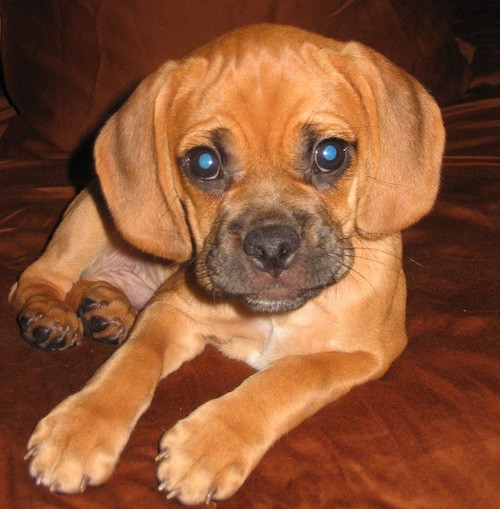 A little orange-brown dog with a black muzzle, wide soft drop ears, wide round dark eyes, a wrinkly head and a black nose laying down.