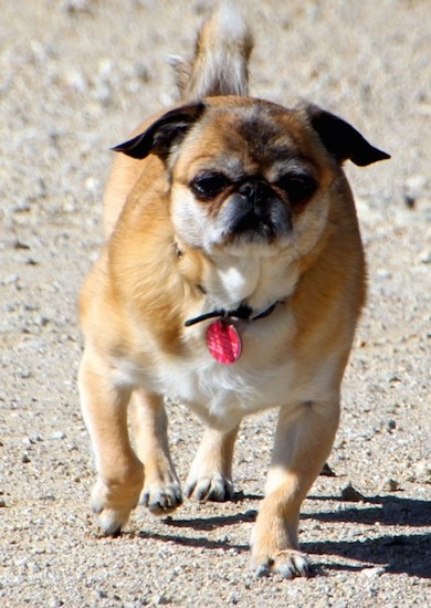 Front view of a tan with black and white wide chested, dog with a round head and a pushed back face with ears that hang down and out to the sides of her head walkng along a sandy surface.