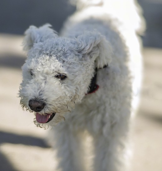 Front view of a thick, curly coated light gray dog with a black nose and dark eyes with her pink tongue showing walking outside