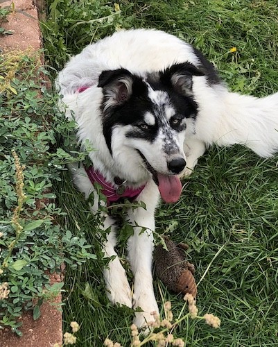 A large breed, thick coated white dog with black on her head and back, a black nose and blue eyes laying down outside in grrass next to a plush stuffed hedgehog toy against a brick wall