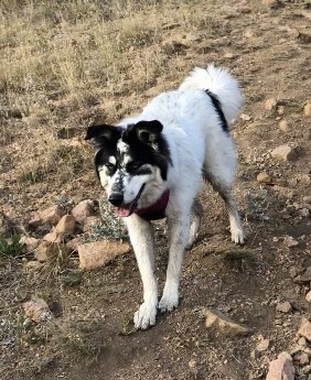 Front side view of a white and black dog with small ears that stick up and fold over at the tips a long tail with a lot of thick hairs on it and blue eyes standing outside in dirt and rocks