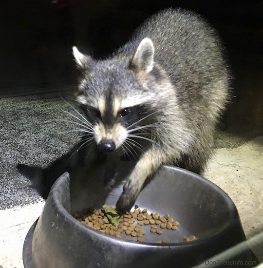 Front view of a small gray animal with a black mask, small perk ears that are rounded at the tips eating cat food out of a medal bowl with its lip curled.