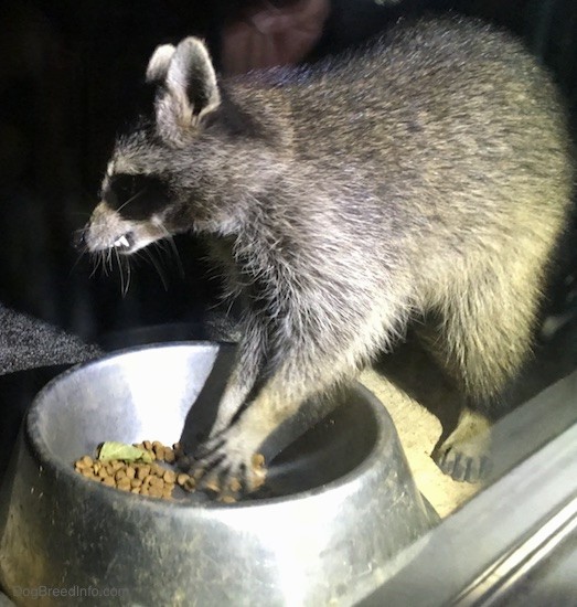 Side view of a small gray animal with a black mask, small perk ears that are rounded at the tips eating cat food out of a medal bowl with its teeth showing.