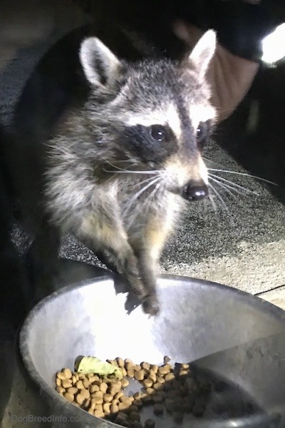 Front view of a small gray animal with a black mask, small perk ears that are rounded at the tips eating cat food out of a medal bowl with its paws up in the air.