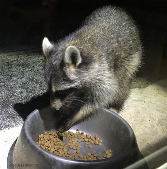 Front side view of a small gray animal with a black mask, small perk ears that are rounded at the tips eating cat food out of a medal bowl looking down at the food.