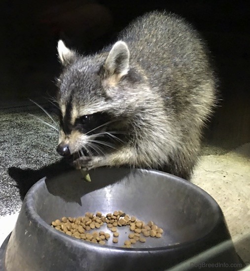 Front side view of a small gray animal with a black mask, small perk ears that are rounded at the tips eating cat food out of a medal bowl with its paws up at its mouth.