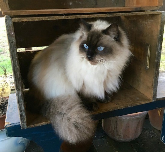 A fluffy cream and brown cat with bright blue eyes and a thick soft coat sitting inside of a wooden box looking to the left