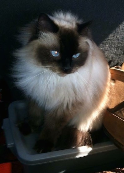 A fluffy cream and brown cat with bright blue eyes and a thick soft coat sitting on top of a plastic container looking to the right