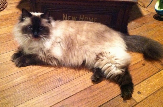 Side view - A fluffy cream and brown cat with bright blue eyes and a thick soft coat laying down on a hardwood floor in front of a wooden box that says New Home