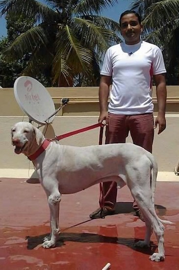 A man in a white shirt standing outside on a red patio holding a red leash that is connected to a large breed shorthaired white dog with ears that hang down to the sides, a long tail and a long body. There is a satellite dish behind them.