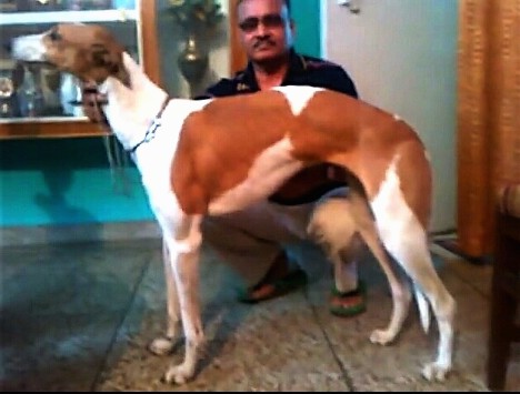 Side view - A tall, long legged, high arched reddish brown and white dog with a long muzzle, long neck and long tail standing next to a man who is squating down beside the dog. There is a trophy case behind them.