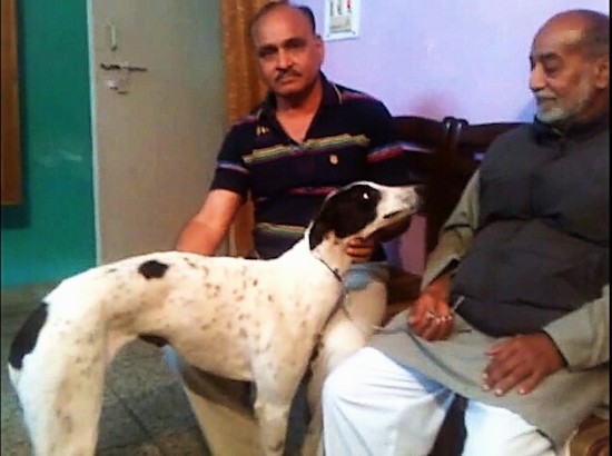 Side view of a white with black dog that has a long muzzle, a black nose, black lips and a long back standing in front of two men who are sitting on a bench inside of a room that has a green wall and a tan tiled floor.